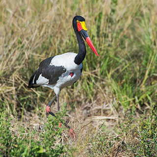 South Luangwa - Saddle-billed stork